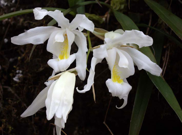 Exquisite orchids cascading out of the damp rock walls