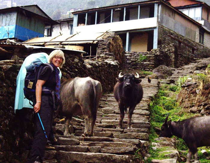 These mean buffalos just don’t get out of the way