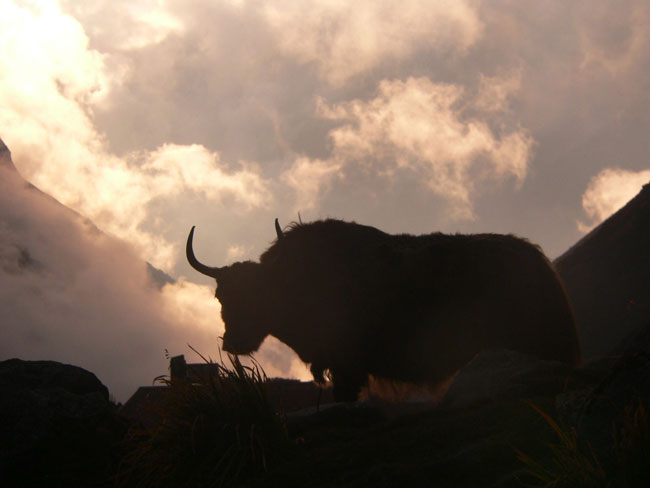 TREK REPORT LANGTANG 2011