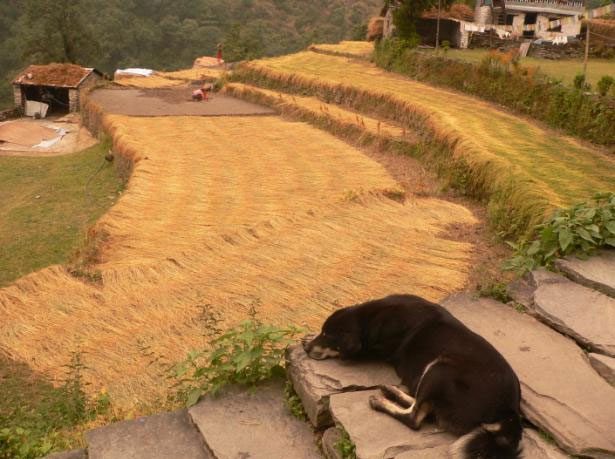 TREK REPORT - MUKTINATH